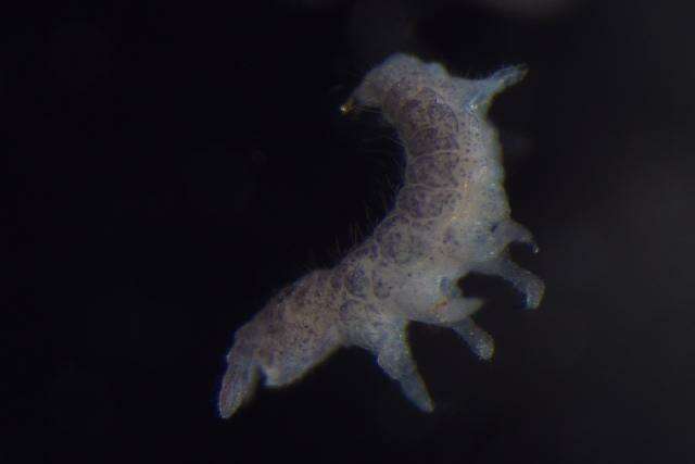 Image of HypogasturidaeGEN sp. DPCOL100690