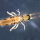 Image of EntomobryidaeGEN sp. DPCOL91370