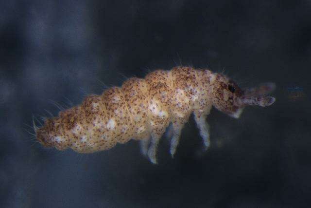 Image of HypogasturidaeGEN sp. DPCOL27818