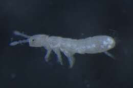 Image of IsotomidaeGEN sp. DPCOL100185