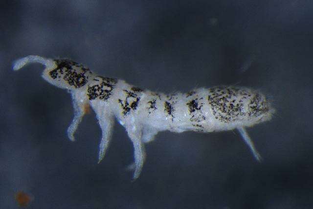 Image of IsotomidaeGEN sp. DPCOL98870