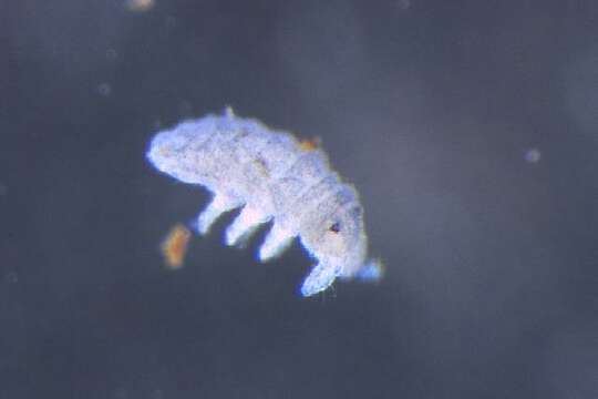 Image of NeanuridaeGEN sp. DPCOL39498