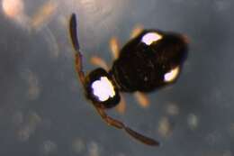 Image of KatiannidaeGEN sp. DPCOL104817