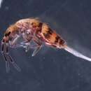 Image of EntomobryidaeGEN sp. DPCOL23311