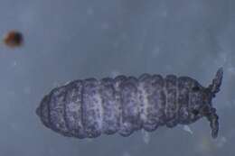 Image of NeanuridaeGEN sp. DPCOL101697