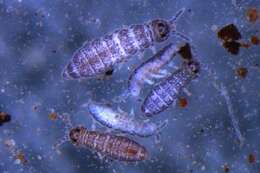 Image of HypogasturidaeGEN sp. DPCOL96821