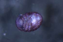 صورة OnychiuridaeGEN sp. DPCOL81390