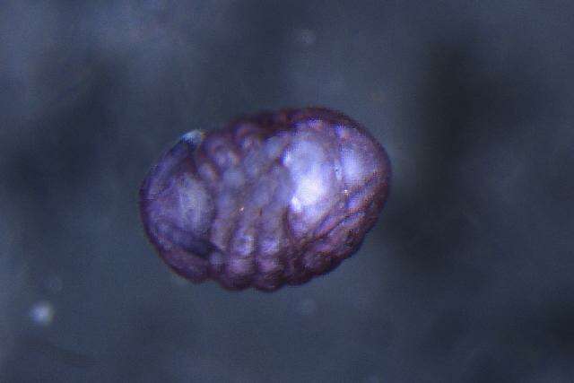 صورة OnychiuridaeGEN sp. DPCOL81390