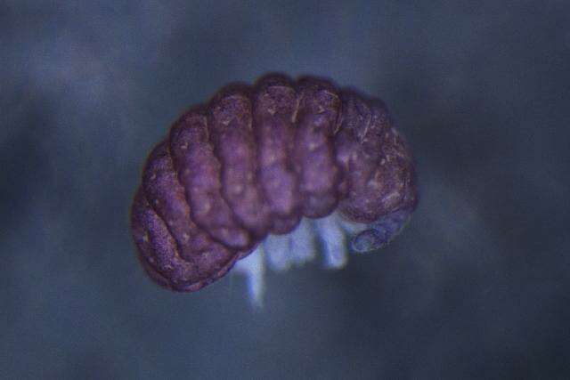 صورة OnychiuridaeGEN sp. DPCOL81390