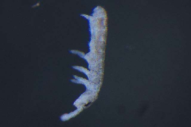 Image of IsotomidaeGEN sp. DPCOL78067