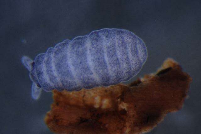 Image of NeanuridaeGEN sp. DPCOL39498