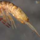 Image of EntomobryidaeGEN sp. DPCOL36332