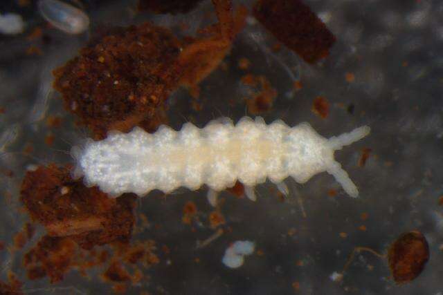 Image of NeanuridaeGEN sp. DPCOL42034