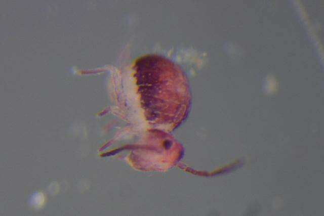 Image of SminthuridaeGEN sp. DPCOL45919