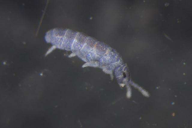 Image of IsotomidaeGEN sp. DPCOL8191