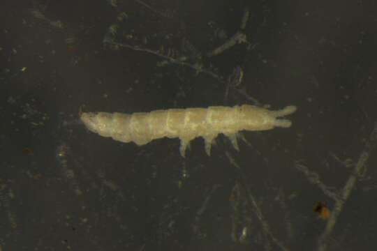 Image of TullbergiidaeGEN sp. DPCOL64261