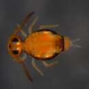 Image of KatiannidaeGEN sp. DPCOL73874