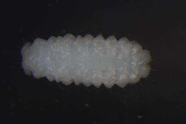 Image of Bilobella