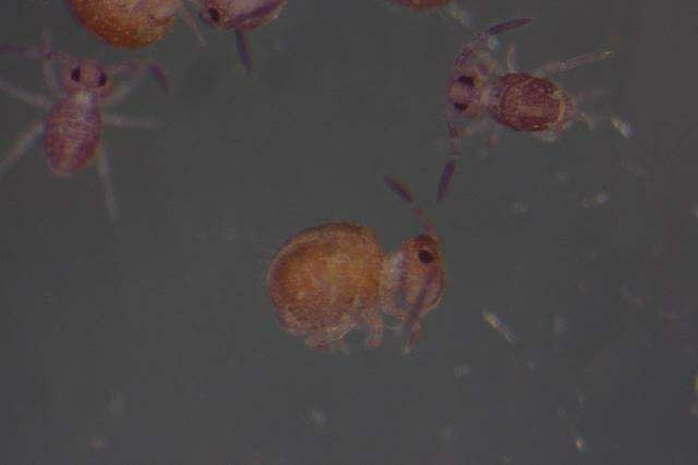 Image of SminthuridaeGEN sp. DPCOL60116