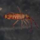 Image of EntomobryidaeGEN sp. DPCOL68945