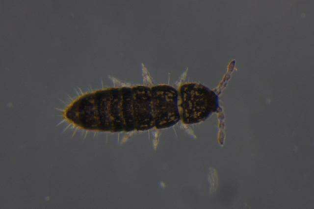 Image of IsotomidaeGEN sp. DPCOL47996