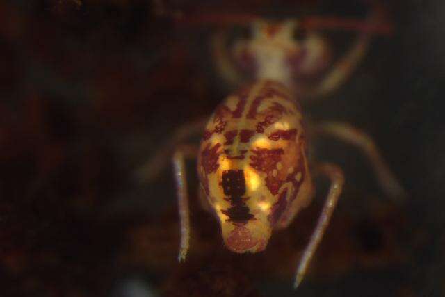 Image of DicyrtonidaeGEN sp. DPCOL74482