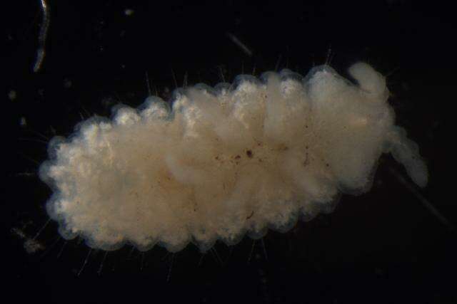 Image of NeanuridaeGEN sp. DPCOL88337