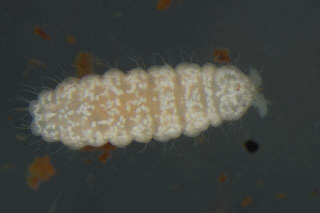 Image of NeanuridaeGEN sp. DPCOL76948