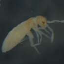 Image of EntomobryidaeGEN sp. DPCOL70166