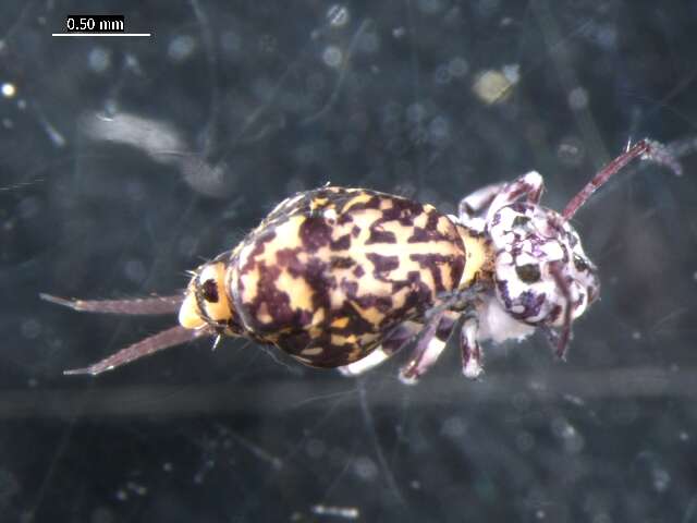 Image of Dicyrtomina