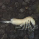 Image of Oncopoduridae