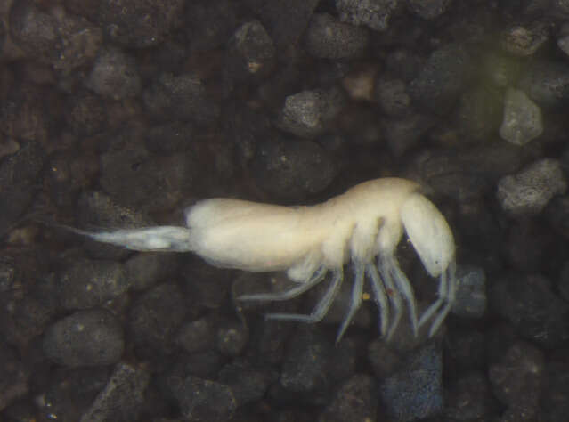 Image of Entomobryomorpha