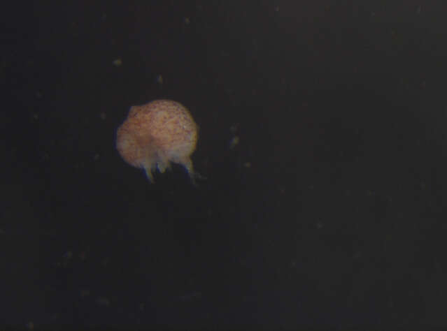 Image of Neelipleona