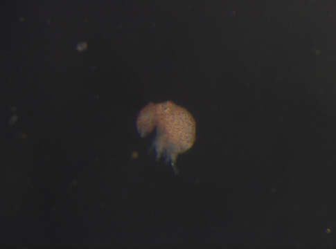 Image of Neelipleona