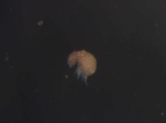 Image of Neelipleona