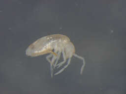 Image of Entomobryomorpha
