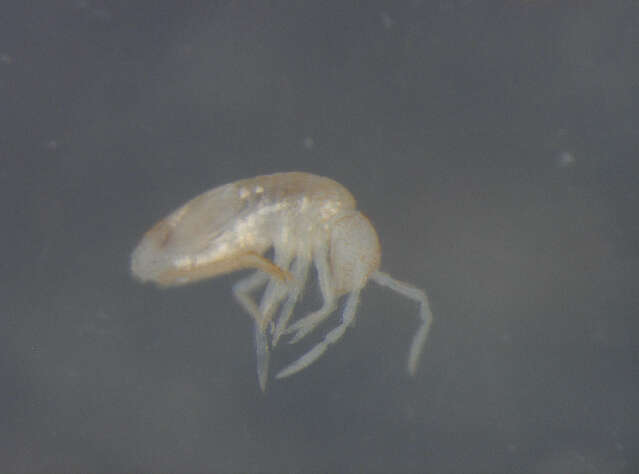 Image of Entomobryomorpha