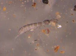 Image of Parisotoma notabilis