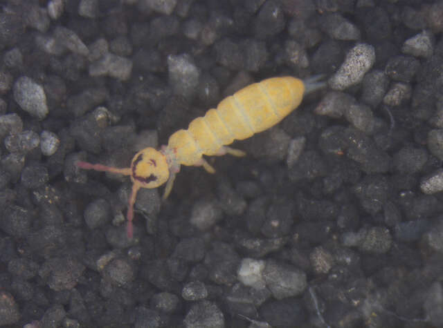 Image of Isotomurus