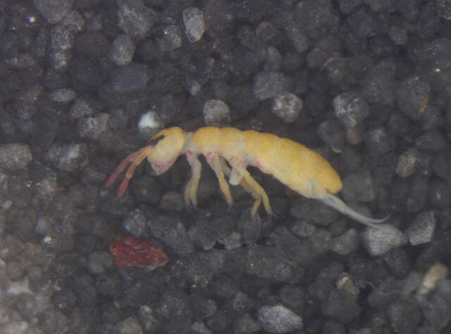 Image of Isotomurus