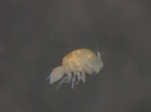 Image of Neelipleona