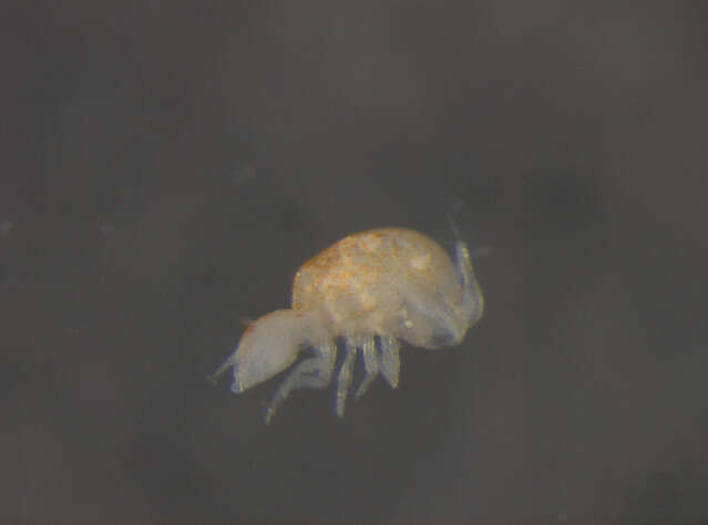 Image of Neelipleona