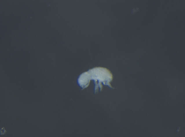 Image of Neelipleona