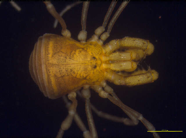 Sivun Cladonychiidae kuva