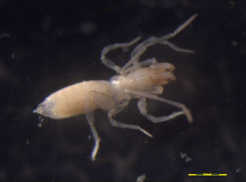 Image of Schizomina