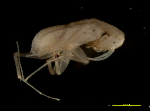 Image of Nocticolidae