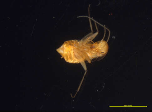 Image of Nocticolidae