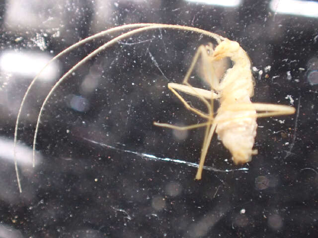 Sivun Nocticolidae kuva