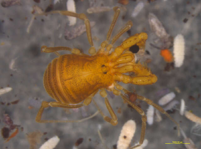 Sivun Cladonychiidae kuva