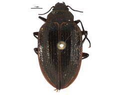 Image of trout-stream beetles